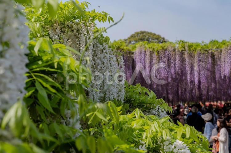 春のあしかがフラワーパーク 藤,フジ,花の写真素材