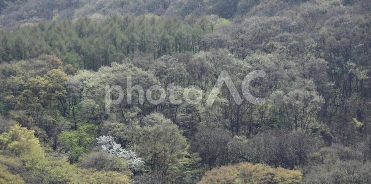長野の森林 森林,長野,長野市の写真素材