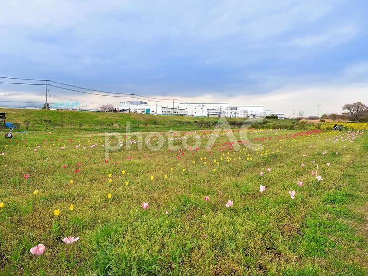 相模川河川敷の「イシックス馬入のお花畑」 イシックス馬入のお花畑,相模川,河川敷の写真素材