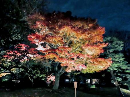 六義園の紅葉ライトアップ 六義園の紅葉ライトアップの写真
