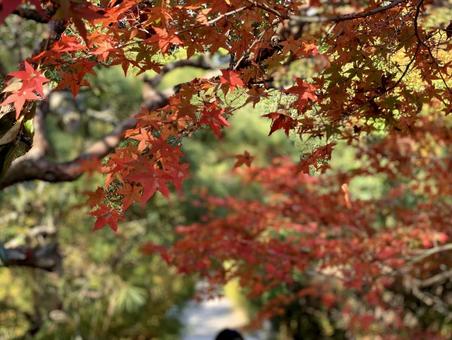 秋の紅葉 もみじの葉と柔らかな光 秋の紅葉 もみじの葉と柔らかな光の写真