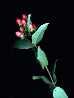 黒背景に赤い実をつけた植物 黒背景に赤い実をつけた植物の写真