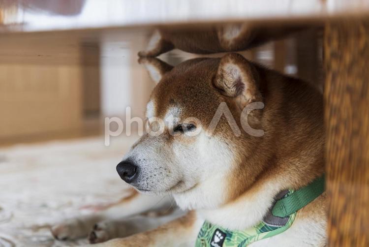 テーブルの下でクールにくつろぐ柴犬 柴犬,しばいぬ,日本犬の写真素材
