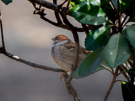 枝にとまるスズメ 枝にとまるスズメ スズメ,雀,鳥の写真素材