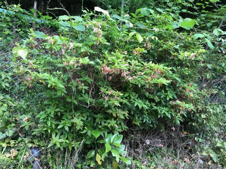フェンスからあふれる草 フェンスからあふれる草の写真