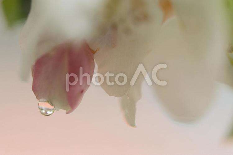 桜の蕾から滴る雫 水滴,ドロップ,座るの写真素材