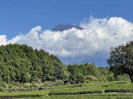 静岡県 大淵笹場から見た富士山 静岡県 大淵笹場から見た富士山の写真