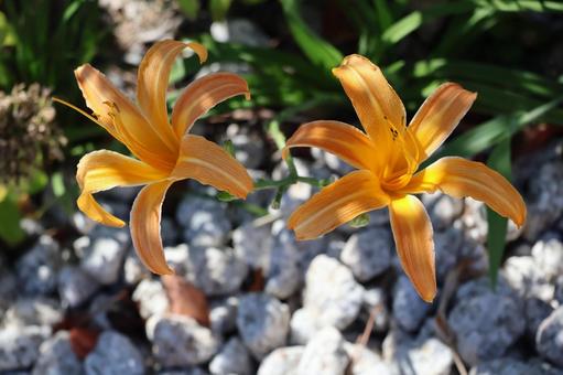 2輪のオレンジ色のヤブカンゾウの花 2輪のオレンジ色のヤブカンゾウの花 2輪,オレンジ色,ヤブカンゾウの写真素材