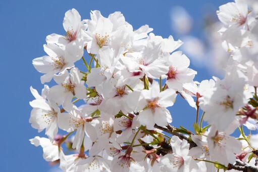 満開の桜と青空 桜,サクラ,花の写真素材