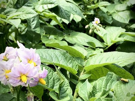 ジャガイモの花 02 ジャガイモの花 02 ジャガイモ,馬鈴薯,花の写真素材