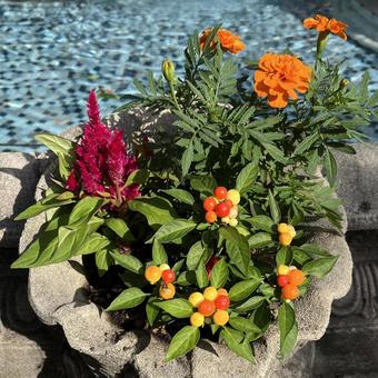 マリーゴールドとケイトウ(寄せ植え) マリーゴールドとケイトウ(寄せ植え)の写真