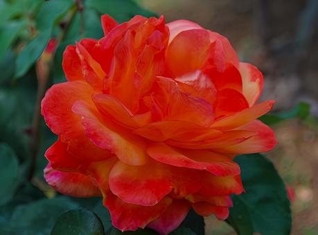 【薔薇の写真】バラの花 【薔薇の写真】バラの花の写真