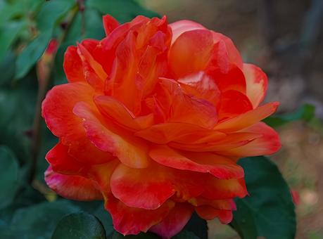 【薔薇の写真】バラの花 薔薇,バラ,ばらの写真素材