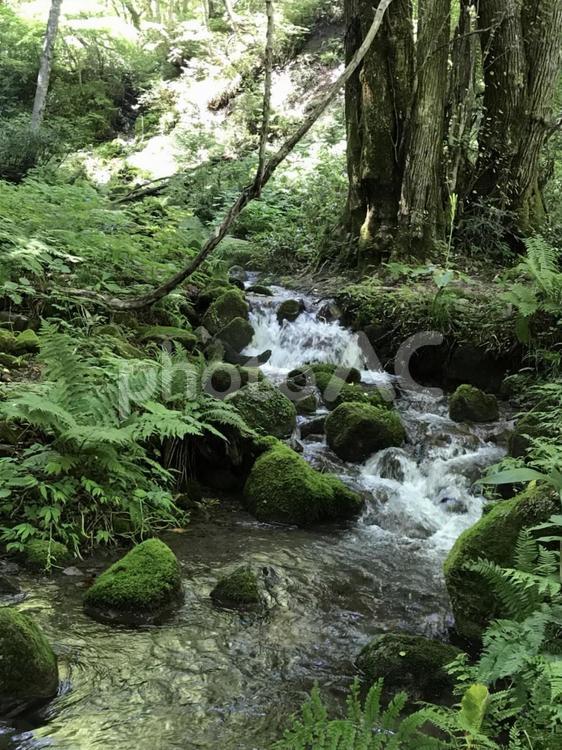 癒しのせせらぎ① 癒し,自然,風景の写真素材