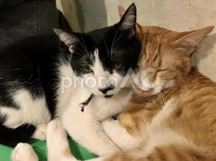 寄り添う猫 猫,ペット,ねこの写真素材