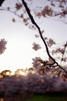 夕暮れの桜 夕暮れの桜の写真
