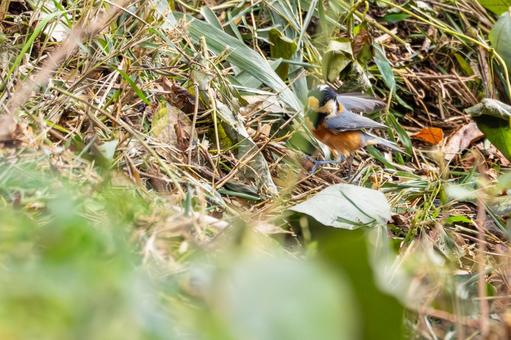 ヤマガラ(54)の写真