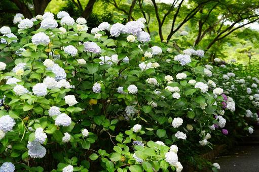 Hydrangea, JPG Hydrangea, JPG