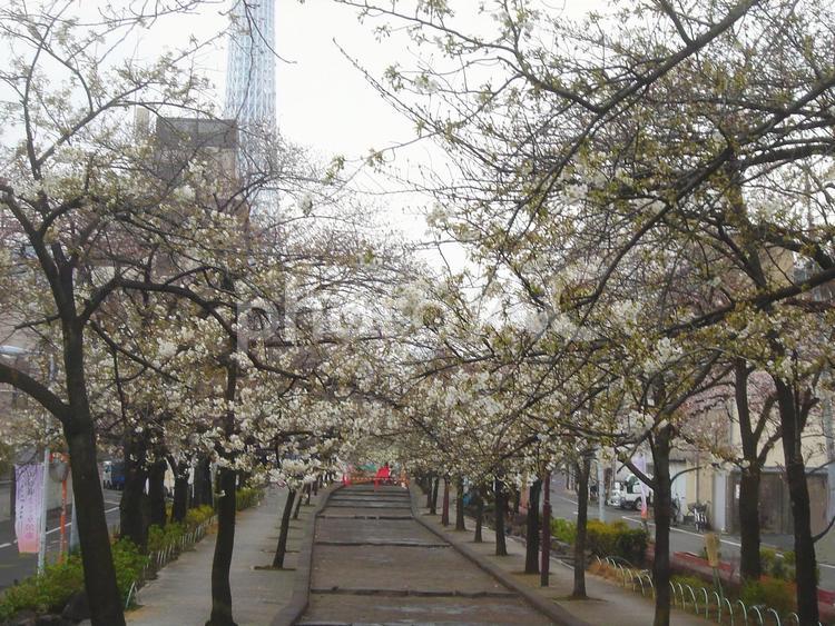 山谷堀公園の桜のトンネル さくら,桜,サクラの写真素材