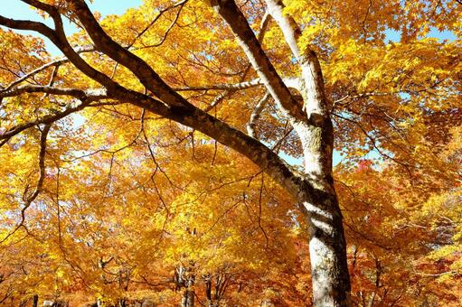 紅葉 紅葉の写真
