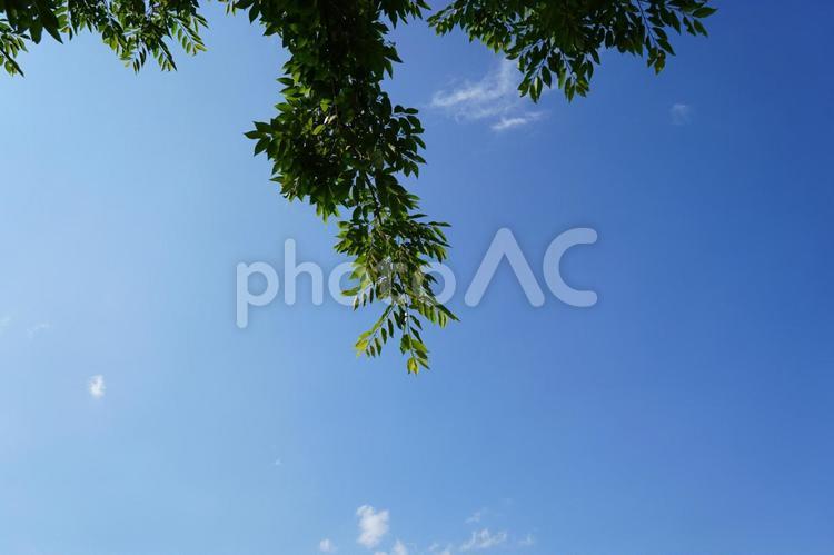 青空と新緑の素材 青空,新緑,緑の写真素材