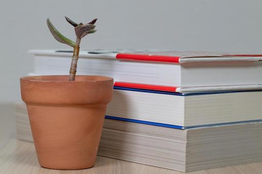 積まれた本と小さな鉢植え 積まれた本と小さな鉢植え 観葉植物,本,書籍の写真素材