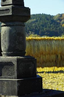 常夜灯と稲のはさがけの写真