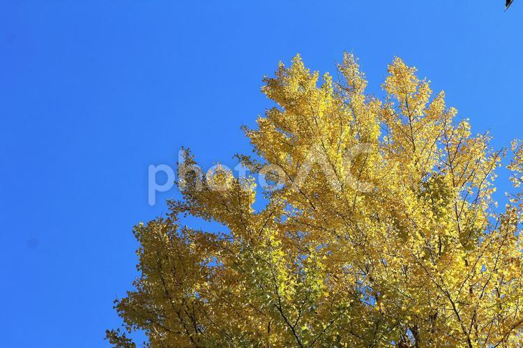 美しく紅葉したイチョウの大木 イチョウ,紅葉,黄色の写真素材
