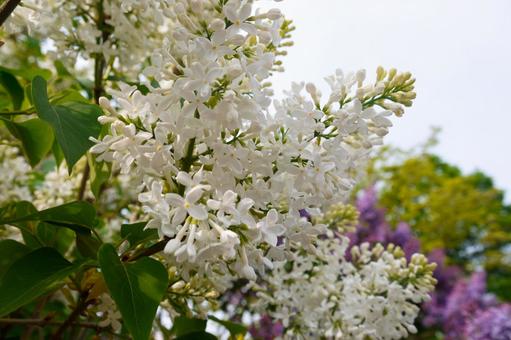 白色のライラックの花と蕾 白色のライラックの花と蕾の写真