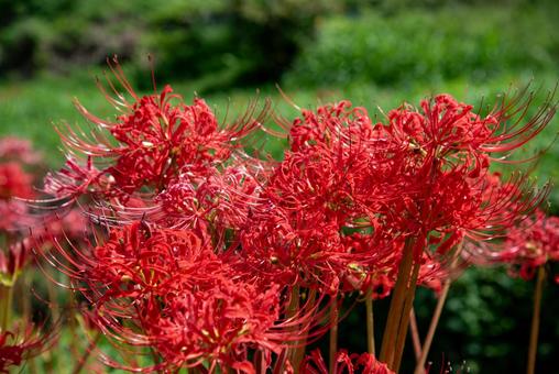 満開のヒガンバナ 2 満開のヒガンバナ 2 彼岸花,ヒガンバナ,曼珠沙華の写真素材