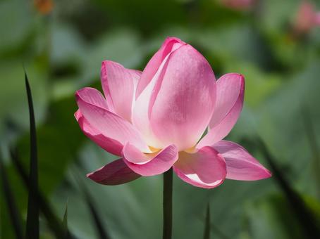 Lotus flowers beginning to bloom ⑥, JPG
