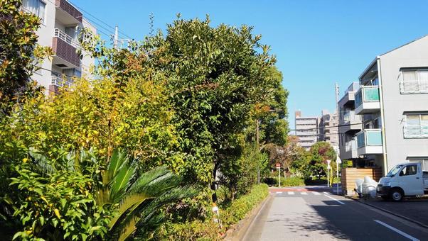 東京の散歩道・葛西親水四季の道・江戸川区 東京の散歩道・葛西親水四季の道・江戸川区 秋,葛西親水四季の道,江戸川区の写真素材