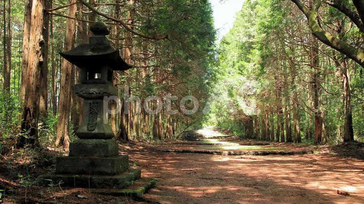 新緑の季節　西山本門寺の長い参道 新緑,初夏,五月の写真素材