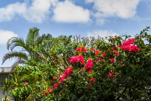 青い空とハイビスカス 風景,空,自然の写真素材