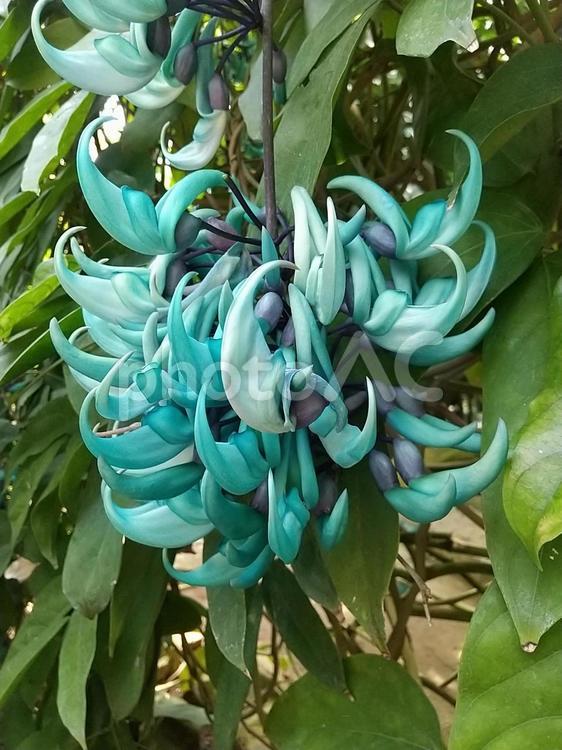神秘的な翡翠色を湛えるヒスイカズラ② 熱帯植物,ヒスイカズラ,植物園の写真素材
