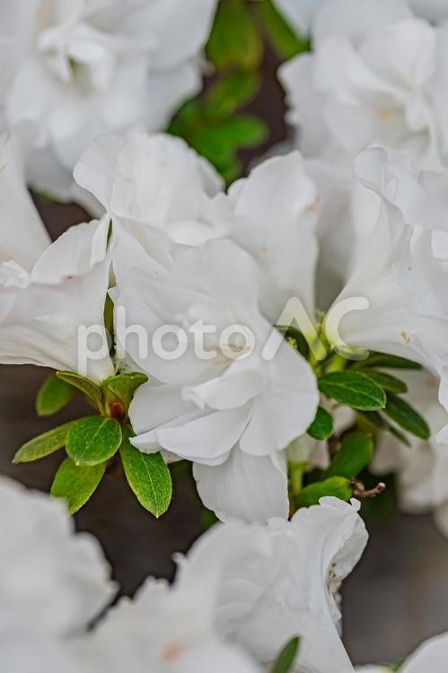 札幌　百合が原公園の温室の花 北海道,札幌,札幌市の写真素材