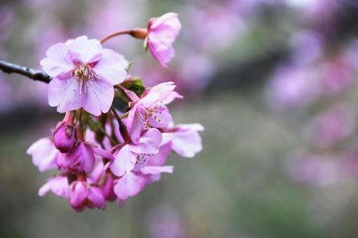 桜(河津桜・カワヅザクラ) 桜(河津桜・カワヅザクラ)の写真