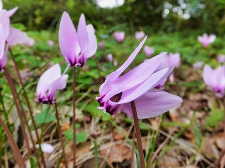 原種シクラメンの薄紫色の花の写真