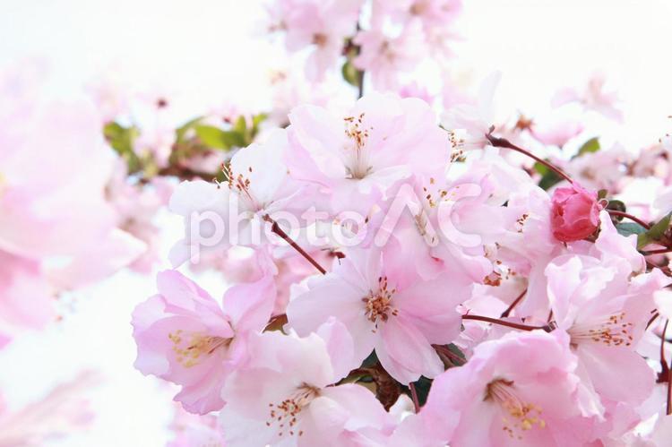 桜　さくら　サクラ　背景　壁紙　テクスチャ　 桜,さくら,サクラの写真素材