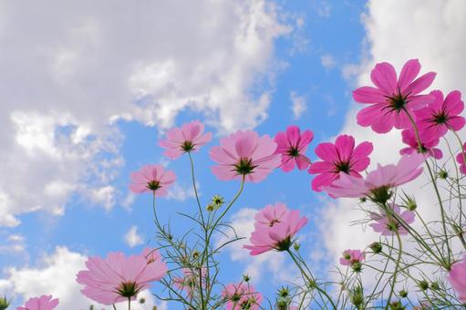 コスモスの花 秋のイメージ コスモスの花 秋のイメージ コスモス,秋,コスモス畑の写真素材