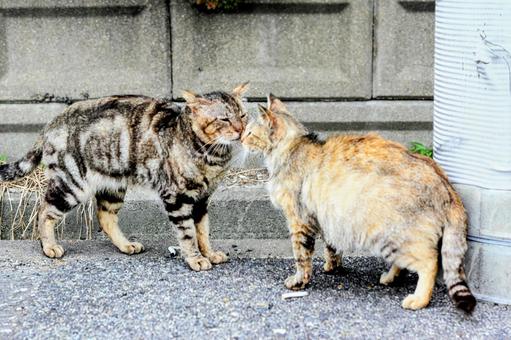 猫 猫 ねこ,ネコ,動物の写真素材