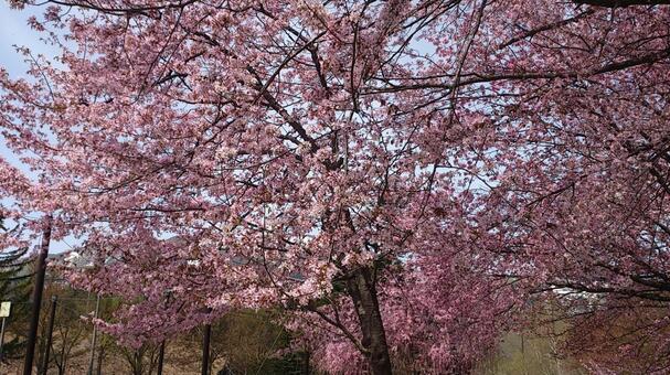 春を象徴する花・桜 桜,公園,春の写真素材