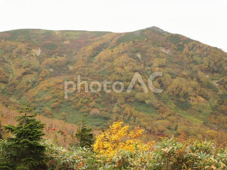 秋の栂池高原、紅葉の風景 栂池高原,紅葉,秋の写真素材
