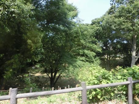 真夏の風景 真夏の風景の写真