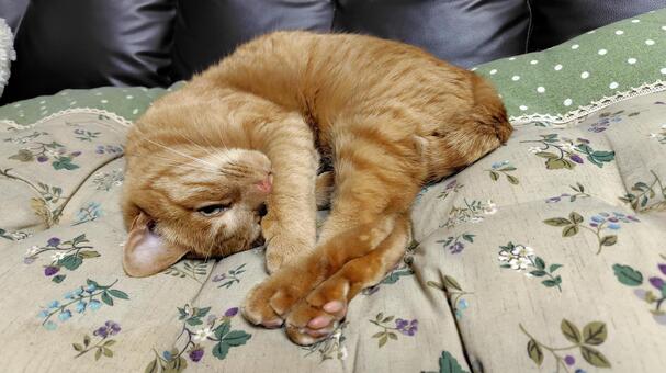 茶トラの寝顔 猫,茶トラ,catの写真素材