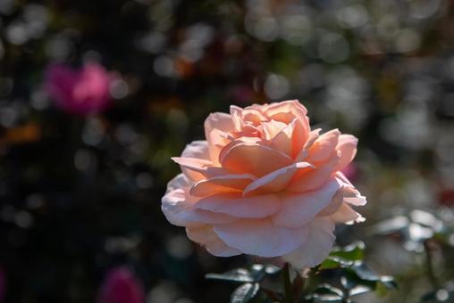山下公園ローズガーデンの秋バラ　3 バラ,薔薇,ばらの写真素材