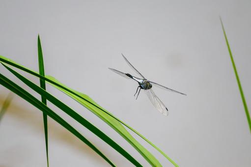 Photo, dragonfly, shicharatombo, insect, 