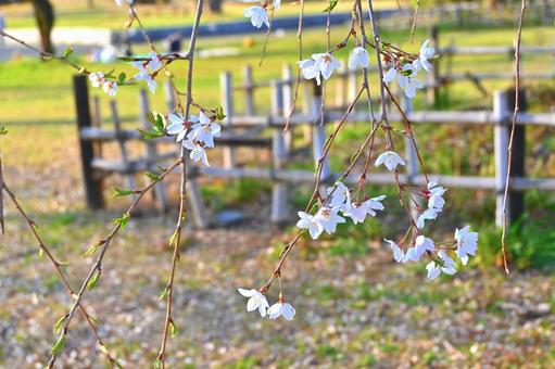 しだれ桜 しだれ桜,桜,木の写真素材
