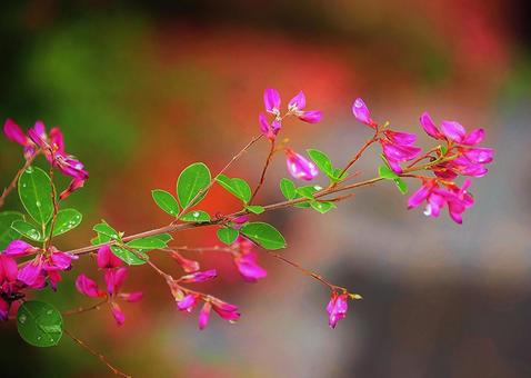ピンクの花 ピンクの花の写真