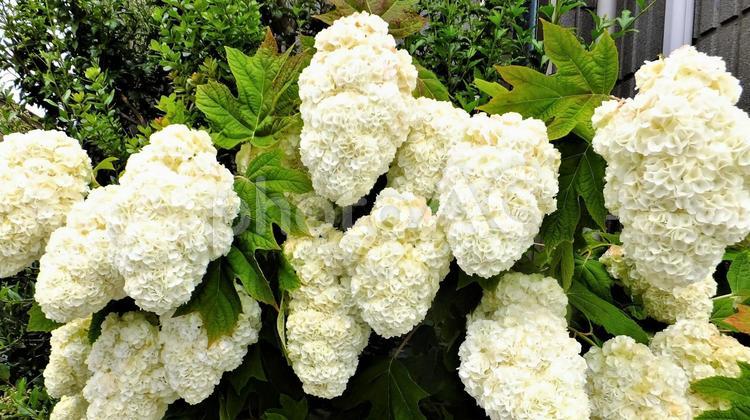 カシワバアジサイ　スノークイーンの花 カシワバアジサイ,スノークイーン,白いの写真素材
